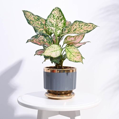 UGAOO Aurelius Round Ceramic Pot |Indoor Ceramic Planter for Home, Office, Garden, Balcony - Gray (5 Inch) - Image 1