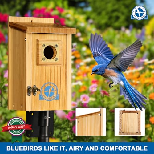 SISTERBIRD Pack of 2 Premium Bluebird Houses for Outside, Assembled Bird House Gift, Garden Decoration Bluebird House, Copper Predator Guard, Easy to Clean Bird Nesting - Image 2