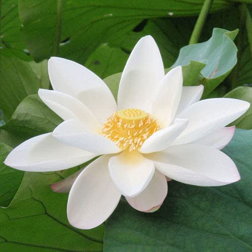 3V PRODUCTS 3V PRODUCTS White Lotus Powder 150g Nelumbo Nucifera Powder Venthamarai  - Image 3