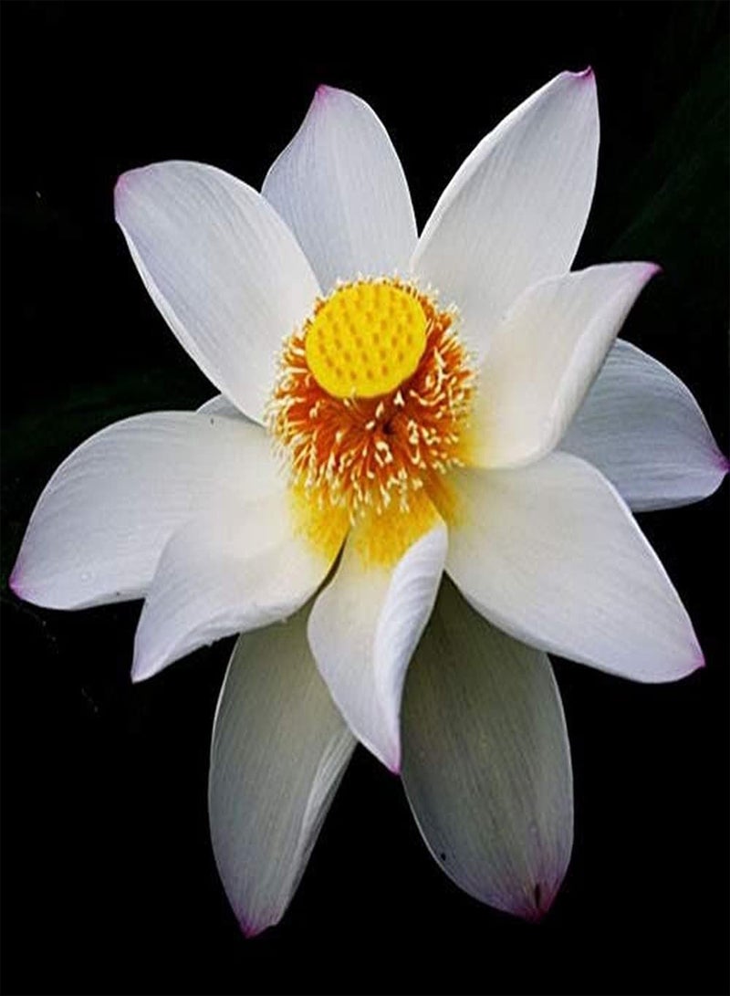 جي جوت 30 قطعة من بذور اللوتس الأبيض، زهرة الصيف، بذور زنبق الماء ذات الرائحة النقية، سهلة الزراعة في الحدائق للمبتدئين، زهور الحدائق لزراعة البحيرات والبرك - Image 1