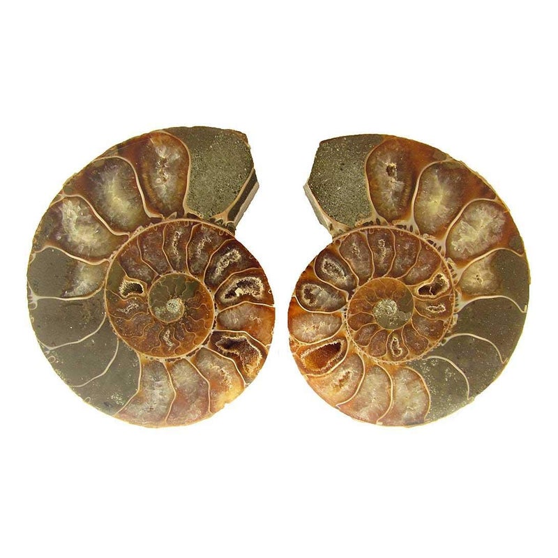 Shubhanjali Shubhanjali Origianl Ammonite Stone Pair Natural Ammonite Fossile Stone Pair Sea Shell Fossile Gemstone Vastu Healing Stone for Pooja Gift for Family and Friend Festival Gift  - Image 1