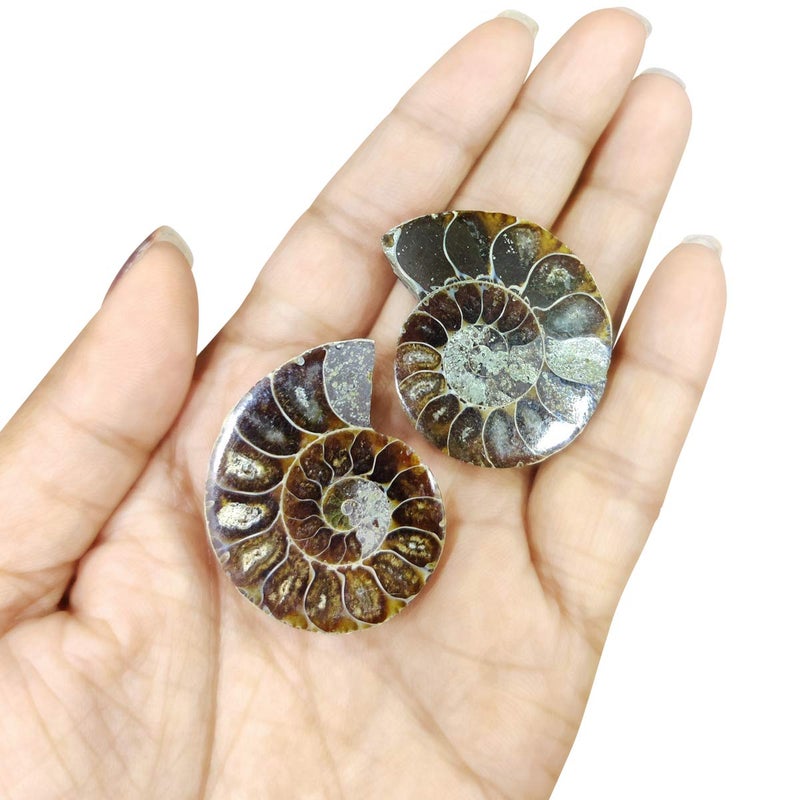 Shubhanjali Shubhanjali Origianl Ammonite Stone Pair Natural Ammonite Fossile Stone Pair Sea Shell Fossile Gemstone Vastu Healing Stone for Pooja Gift for Family and Friend Festival Gift  - Image 3