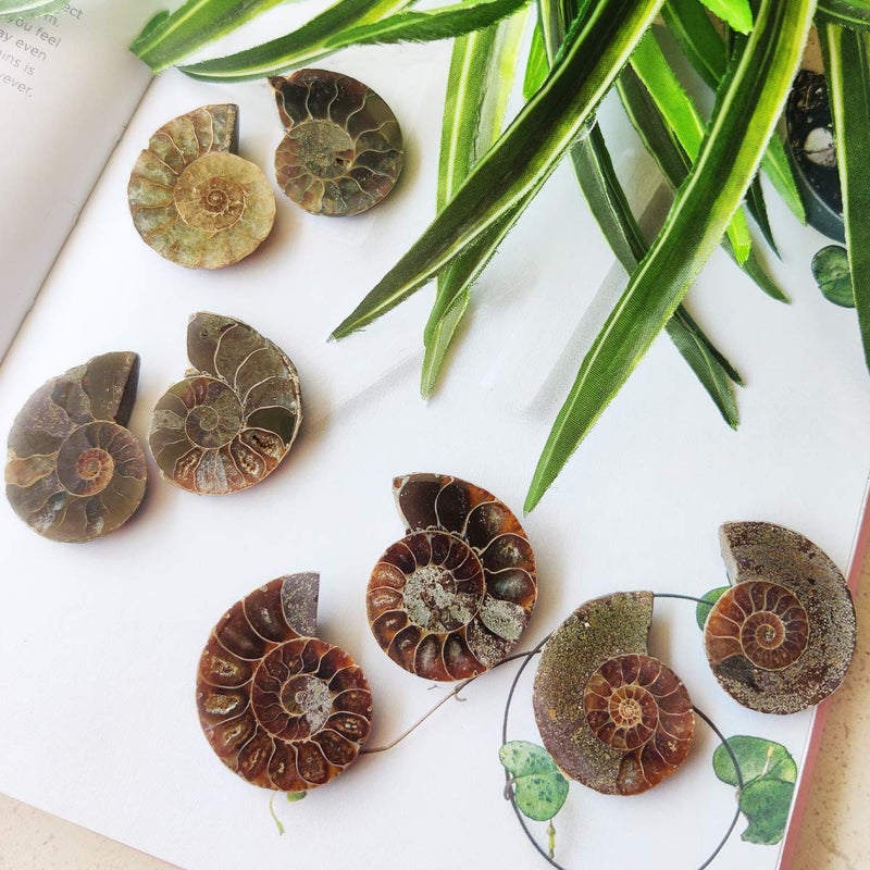 Shubhanjali Shubhanjali Origianl Ammonite Stone Pair Natural Ammonite Fossile Stone Pair Sea Shell Fossile Gemstone Vastu Healing Stone for Pooja Gift for Family and Friend Festival Gift  - Image 2