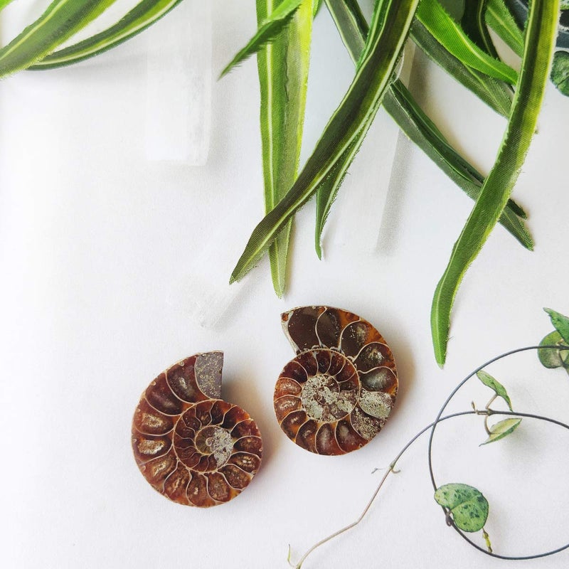 Shubhanjali Shubhanjali Origianl Ammonite Stone Pair Natural Ammonite Fossile Stone Pair Sea Shell Fossile Gemstone Vastu Healing Stone for Pooja Gift for Family and Friend Festival Gift  - Image 4