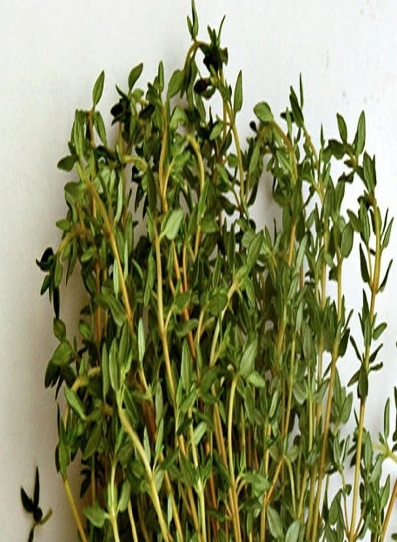 جي جوت 2500 بذرة من عشبة الزعتر - الزعتر الطبي - صالحة للأكل