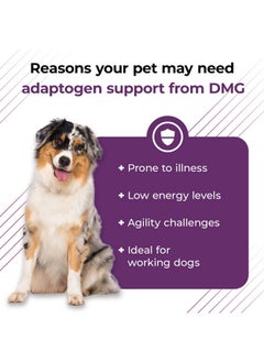 VetriScience Laboratories Vetri Dmg Liquid Drop  114Ml Bottle  Immune Support Supplements For Dogs And Cats  - Image 4