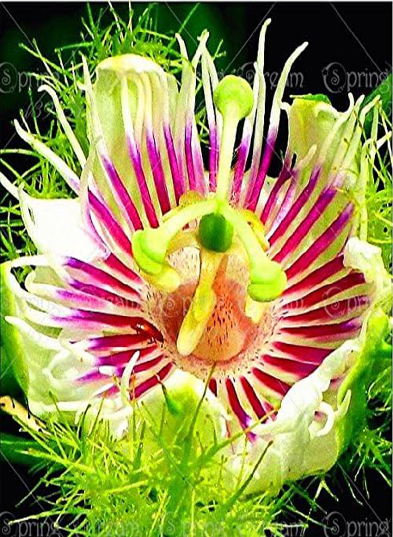 جي جوت 5 قطع من بذور زهرة العاطفة (Passiflora incarnata)، نبات بذور فاكهة العاطفة الغريبة Passiflora Edulis للحديقة المنزلية 9 - Image 1