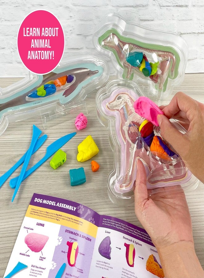 ArtSkills Epic Lab Vet Kit for Kids, Animal Anatomy Science Kit for Kids 8+ with Modeling Clay - Image 4