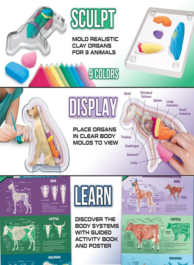 ArtSkills Epic Lab Vet Kit for Kids, Animal Anatomy Science Kit for Kids 8+ with Modeling Clay - Image 3