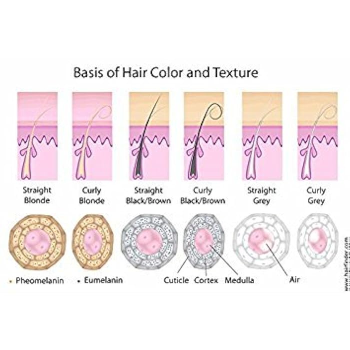 Grisi Organogal Shampoo| Darkening Shampoo with Cactus Extract, Darkening Hair Product for Gray Hair; 13.5 Fl Ounces - Image 4