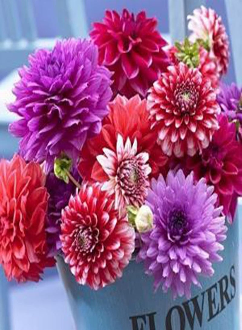 جي جوت 500 قطعة من بذور الزهور المختلطة سهلة النمو، نباتات الزينة سهلة العناية، شتلات زهور الداليا، هدايا البستنة للنساء والرجال - بذور - Image 2