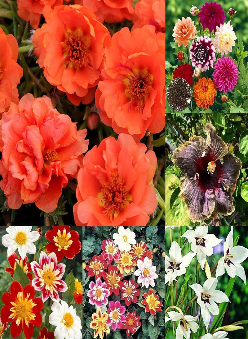 جي جوت 500 قطعة من بذور الزهور المختلطة سهلة النمو، نباتات الزينة سهلة العناية، شتلات زهور الداليا، هدايا البستنة للنساء والرجال - بذور - Image 3