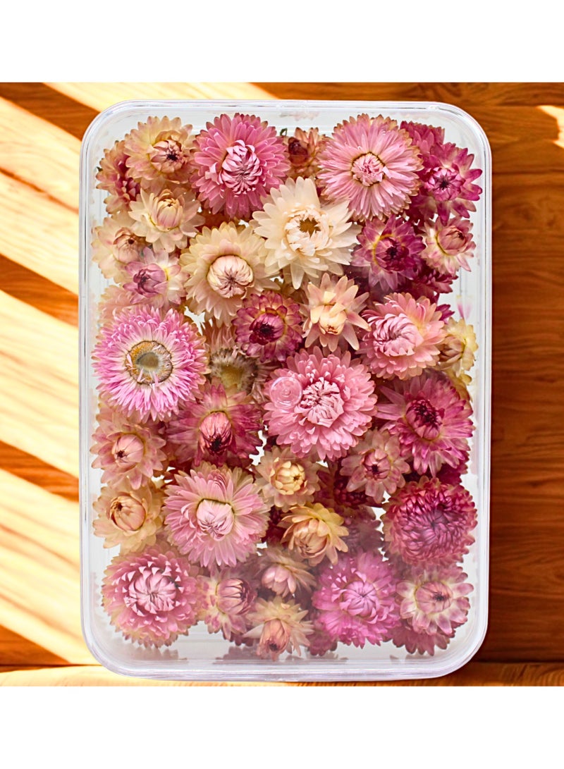 FANCY FLOWERS FANCY Dried Helichrysum Flowers, Natural Assorted White Pink Yellow, 50 Bundle, Gift Box, 40g (PINK, LARGE) - Image 1