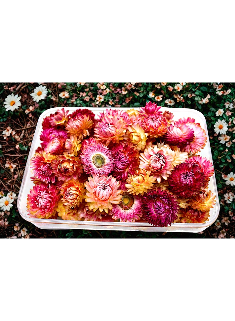 FANCY FLOWERS FANCY Dried Helichrysum Flowers, Natural Assorted White Pink Yellow, 50 Bundle, Gift Box, 40g (PINK, LARGE) - Image 2