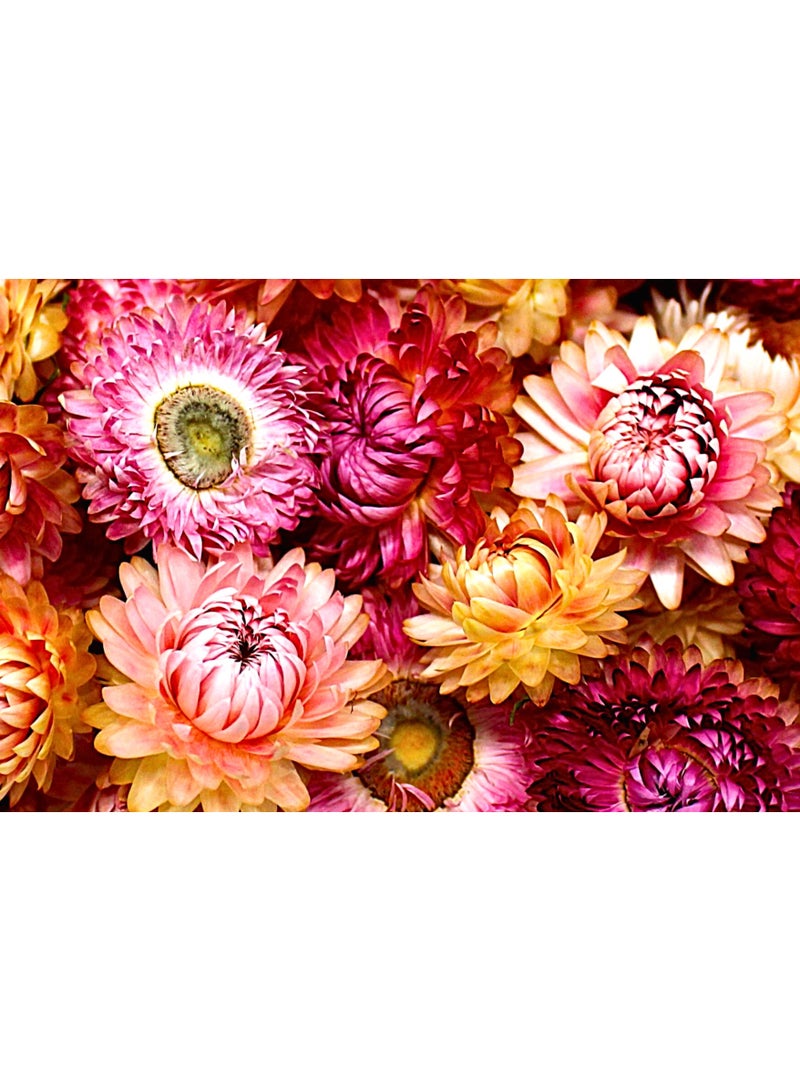 FANCY FLOWERS FANCY Dried Helichrysum Flowers, Natural Assorted White Pink Yellow, 50 Bundle, Gift Box, 40g (PINK, LARGE) - Image 4