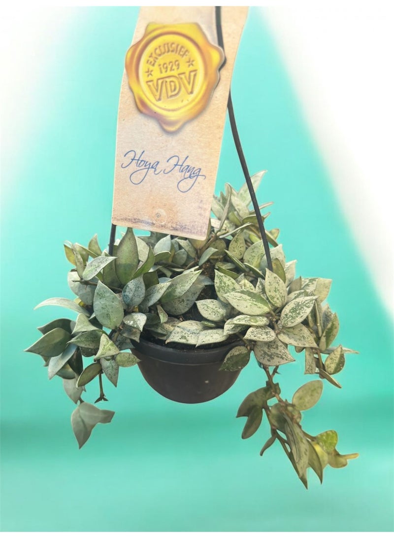 نبات هويا إسكي مو الداخلي للبيع في دبي، الإمارات | النباتات المعلقة عبر الإنترنت