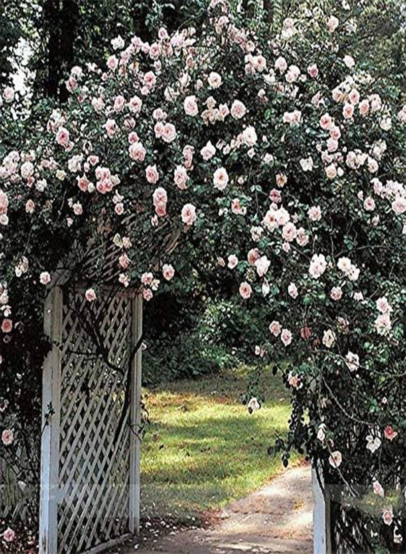GGOOT New Dawn White Pink Climbing Rose Plant Flower Seeds, Professional Pack, 50 Seeds/Pack, Light Fragrant Attracting Bees