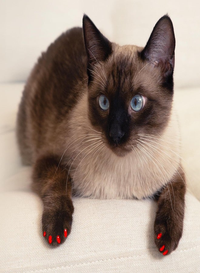 FELINE Soft Claws Safe Scratch-Free Solution for Cats - CLS (Cleat Lock System), Size: Small, Color: Gold Sparkle - Image 4