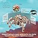 UGEARS Hexapod Explorer 3D Puzzle Walking Robot Wooden Model Kits for Adults to Build SelfPropelled 6Legged Mechanical Crawler Craft Kit 3D Wooden Puzzles for Adults - Image 4