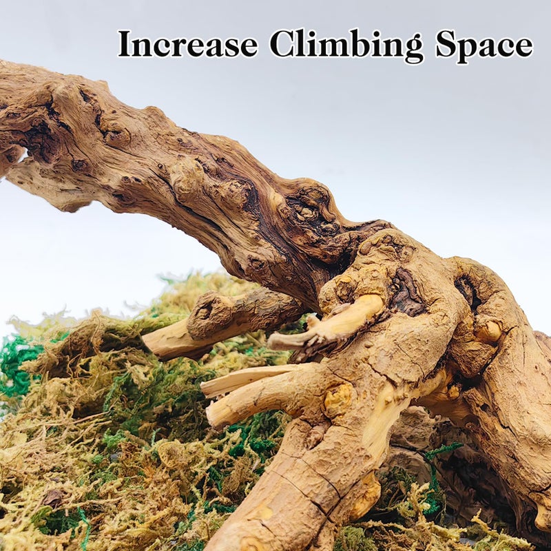 VCEPJH 2 Pack Reptile Wood Branches, Snake Climbing Branch Natural Bearded Dragon Log Tank Accessories Tree Trunk for Chameleon Gecko Snake Frog Spider - Image 5
