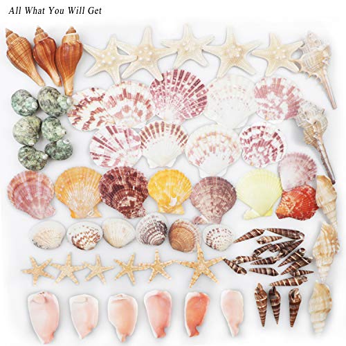 Fangoo Sea Shells Mixed Beach Seashells 9 Kinds 1.2"-3.5 "Various Sizes Natural Seashells and 2 Kinds of Natural Starfish for Beach Themed Party DIY Crafts Fishtank Vase Fillers Home Wedding Decorations - Image 3