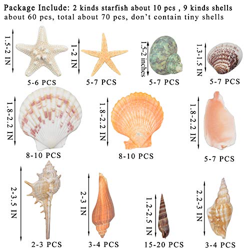 Fangoo Sea Shells Mixed Beach Seashells 9 Kinds 1.2"-3.5 "Various Sizes Natural Seashells and 2 Kinds of Natural Starfish for Beach Themed Party DIY Crafts Fishtank Vase Fillers Home Wedding Decorations - Image 2