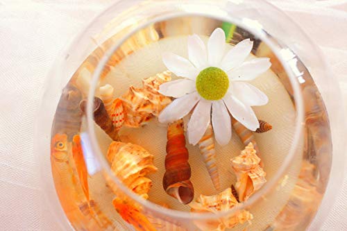 Fangoo Sea Shells Mixed Beach Seashells 9 Kinds 1.2"-3.5 "Various Sizes Natural Seashells and 2 Kinds of Natural Starfish for Beach Themed Party DIY Crafts Fishtank Vase Fillers Home Wedding Decorations - Image 4