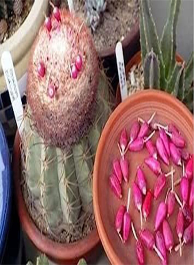 GGOOT Seeds Fresco di Turk Cap Cactus 5 semi Melocactus peruvianus Tieni sopra 40 ° C: Only Seeds - Image 2