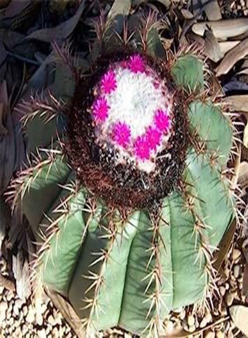 GGOOT Seeds Fresco di Turk Cap Cactus 5 semi Melocactus peruvianus Tieni sopra 40 ° C: Only Seeds - Image 4
