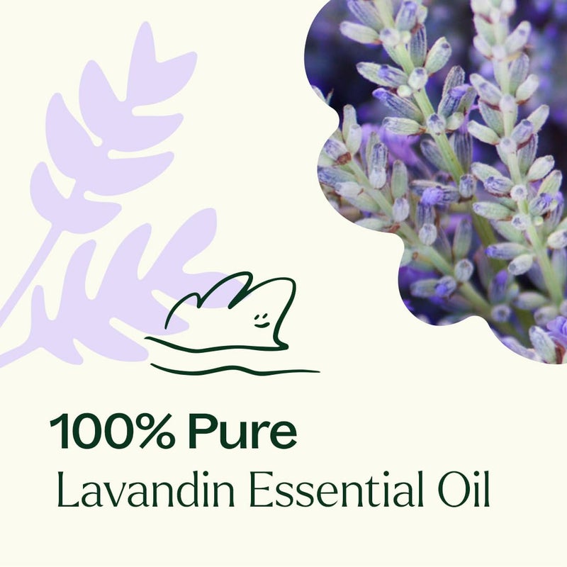 Plant Therapy Lavandin Essential Oil 100 mL (3.3 oz) 100% Pure, Undiluted, Therapeutic Grade - Image 5