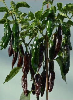 7 x Machu Pichu Chilli Pepper Mild to Medium Pungency Chilli Pepper Fruit/Vegetable Seeds