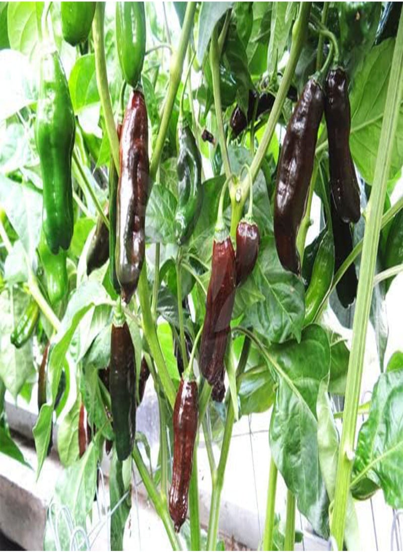 GGOOT - 7 x Machu Pichu Chilli Pepper Mild to Medium Pungency Chilli Pepper Fruit/Vegetable Seeds - Image 1