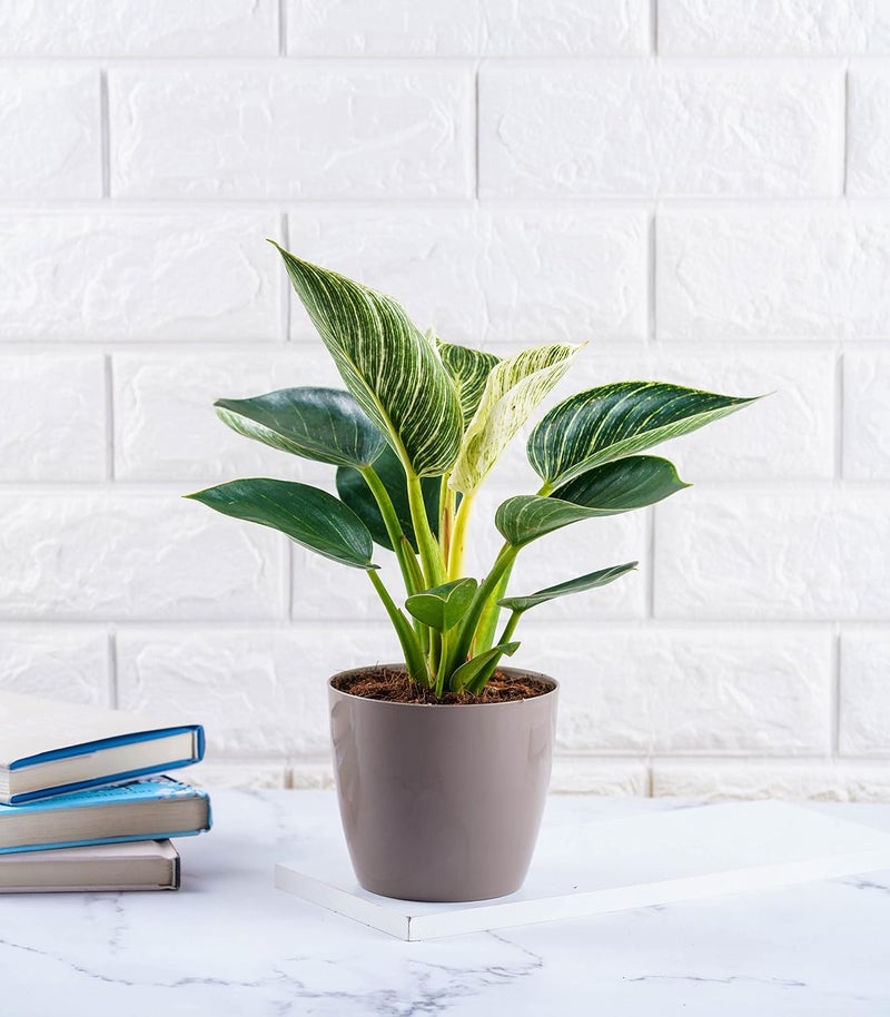 Nurturing Green مجموعة نارتشرينج جرين® المكونة من 6 أواني بلاستيكية 'عارية' متنوعة (بعرض 4.5 بوصة) لتزيين المنزل والحديقة (بدون نباتات | اللون: أبيض، أسود، موكا) - Image 3