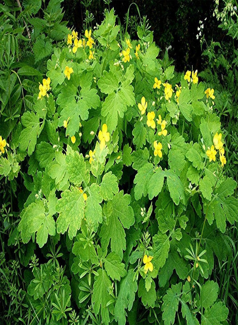 GGOOT 5g Seeds of Greater Celandine Chelidonium Majus