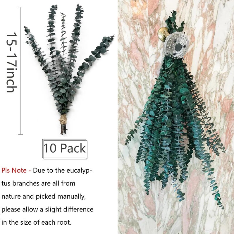 Comtelek Eucalyptus for Shower 10 Pcs Hanging Dried Eucalyptu Stems 17" Real Eucalyptus Bundle 100% Made from Fresh Eucalyptu Wedding Decor Home Decor Farmhouse Room Decor DIY Artificial Plants Flowers - Image 3