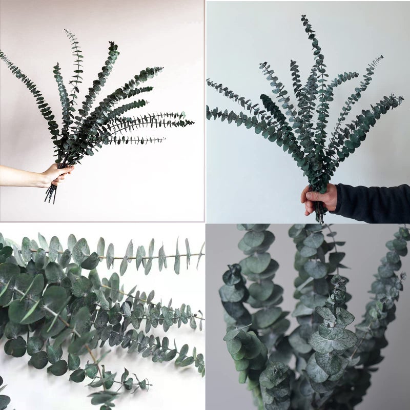 Comtelek Eucalyptus for Shower 10 Pcs Hanging Dried Eucalyptu Stems 17" Real Eucalyptus Bundle 100% Made from Fresh Eucalyptu Wedding Decor Home Decor Farmhouse Room Decor DIY Artificial Plants Flowers - Image 4