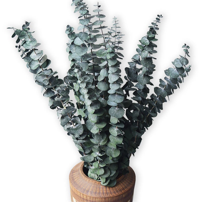 Comtelek Eucalyptus for Shower 10 Pcs Hanging Dried Eucalyptu Stems 17" Real Eucalyptus Bundle 100% Made from Fresh Eucalyptu Wedding Decor Home Decor Farmhouse Room Decor DIY Artificial Plants Flowers - Image 1