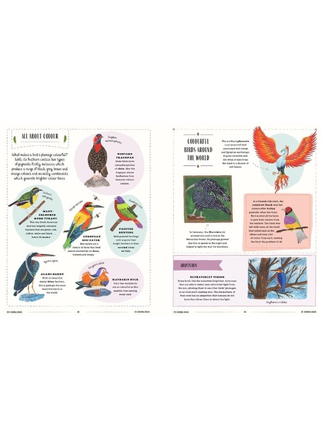 Fly: A Child's Guide to Birds and Where to Spot Them - Image 3