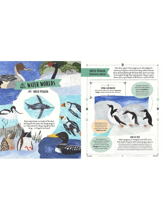 Fly: A Child's Guide to Birds and Where to Spot Them - Image 4