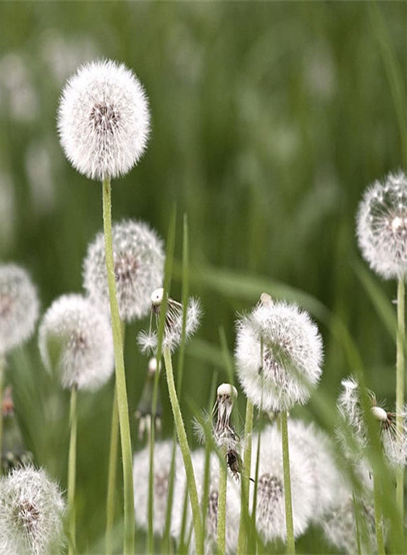 GGOOT 100Pcs Dandelion Seeds White Pompom Unique Gardening Ornamental Herb Unique Garden Decoration Strong Adaptability Loved by Gardeners - Image 2