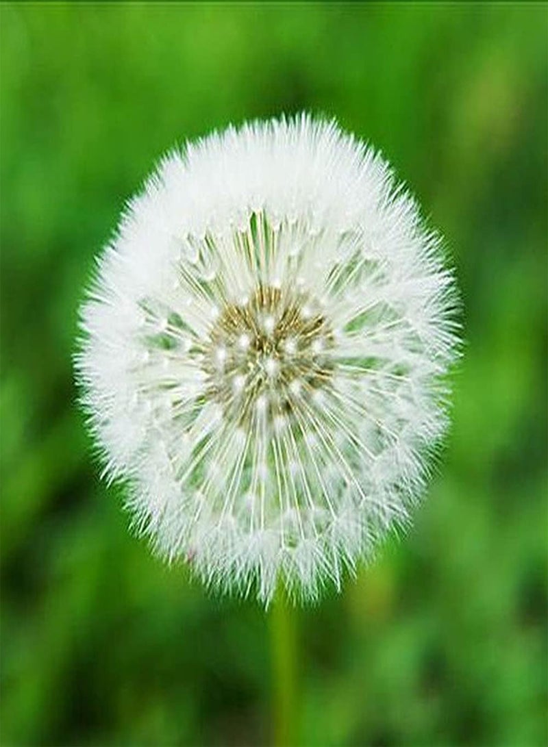 GGOOT 100Pcs Dandelion Seeds White Pompom Unique Gardening Ornamental Herb Unique Garden Decoration Strong Adaptability Loved by Gardeners - Image 1