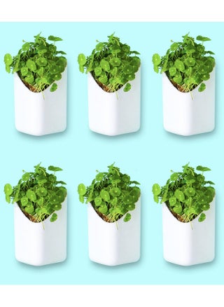 BLUME Prism Wall Hanging Planters| Hanging Flower Pot | Hook Hanging Plastic Plant Pot Container set for Indoor, Outdoor Living, Home, Gardening - Set of 6 - pzsku/Z00AE2B0CD705AF08DDBEZ/45/_/1737721220/db010f3a-0961-46dc-9ccf-a682f9ece55c