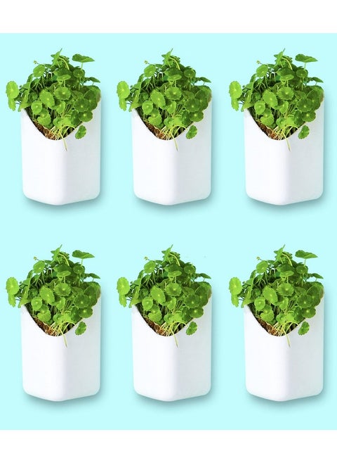 BLUME Prism Wall Hanging Planters| Hanging Flower Pot | Hook Hanging Plastic Plant Pot Container set for Indoor, Outdoor Living, Home, Gardening - Set of 6