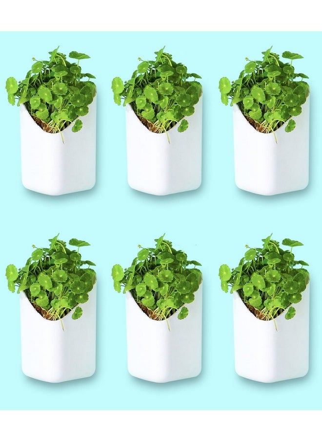 Blume - BLUME Prism Wall Hanging Planters| Hanging Flower Pot | Hook Hanging Plastic Plant Pot Container set for Indoor, Outdoor Living, Home, Gardening - Set of 6 - Image 1