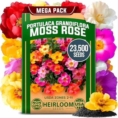 HOME GROWN 23,500+ Moss Rose Seeds (Bulk Pack) Annual Flower for Ground Cover - Heirloom 𝗡𝗢𝗡-𝗚𝗠𝗢 Portulaca Seeds for Planting Outdoors - Great for Low-Maintenance Gardens (Portulaca grandiflora) - Image 1