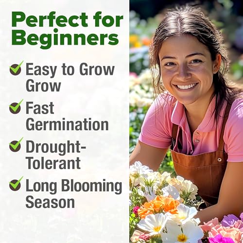 HOME GROWN 23,500+ Moss Rose Seeds (Bulk Pack) Annual Flower for Ground Cover - Heirloom 𝗡𝗢𝗡-𝗚𝗠𝗢 Portulaca Seeds for Planting Outdoors - Great for Low-Maintenance Gardens (Portulaca grandiflora) - Image 4