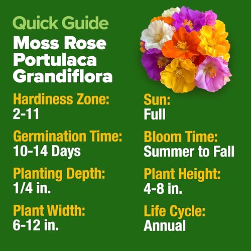 HOME GROWN 23,500+ Moss Rose Seeds (Bulk Pack) Annual Flower for Ground Cover - Heirloom 𝗡𝗢𝗡-𝗚𝗠𝗢 Portulaca Seeds for Planting Outdoors - Great for Low-Maintenance Gardens (Portulaca grandiflora) - Image 2