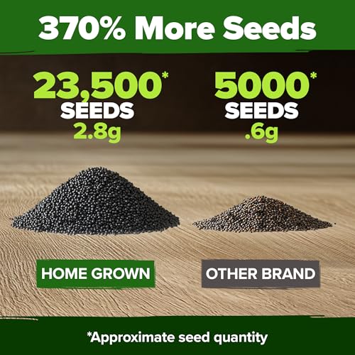 HOME GROWN 23,500+ Moss Rose Seeds (Bulk Pack) Annual Flower for Ground Cover - Heirloom 𝗡𝗢𝗡-𝗚𝗠𝗢 Portulaca Seeds for Planting Outdoors - Great for Low-Maintenance Gardens (Portulaca grandiflora) - Image 3