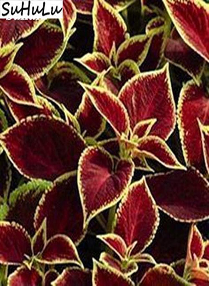 GGOOT New 200 pcs Coleus Plant Seeds for Gardening Green Pink - Image 4