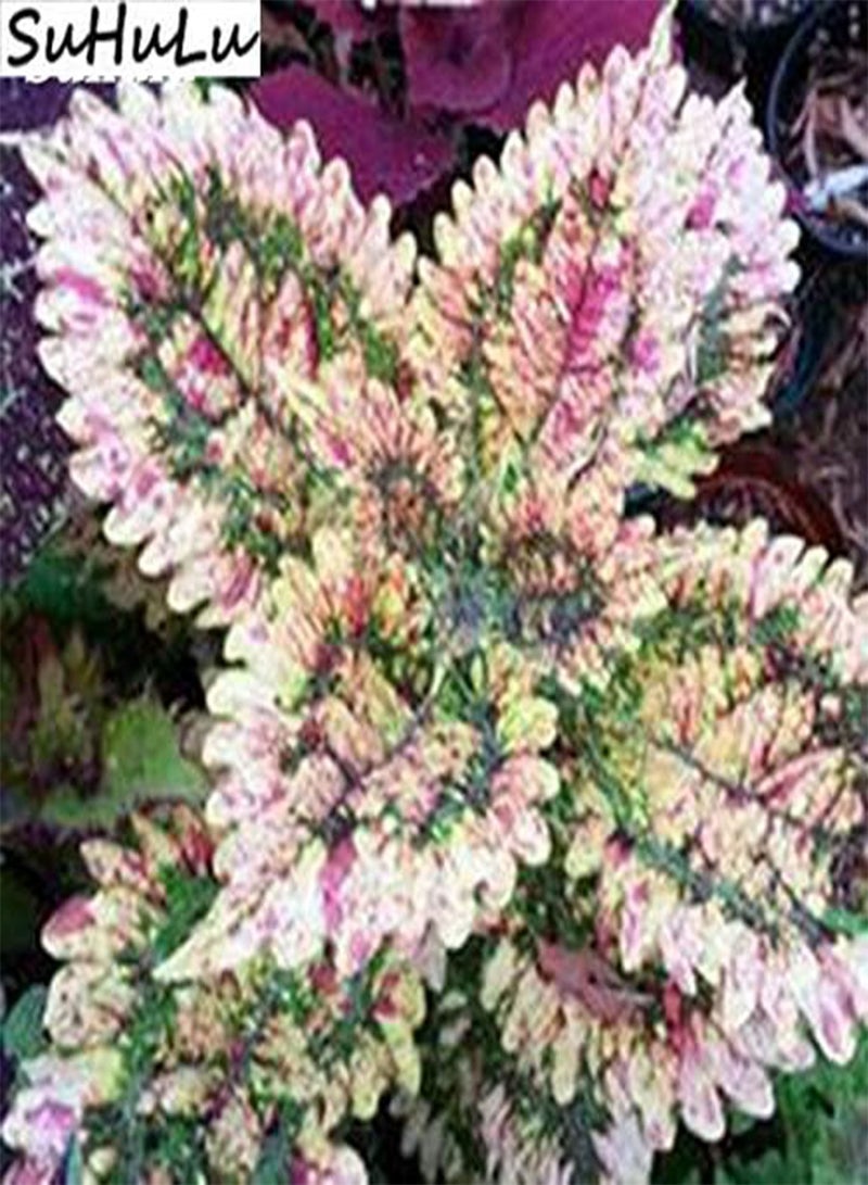 GGOOT New 200 pcs Coleus Plant Seeds for Gardening Green Pink - Image 3